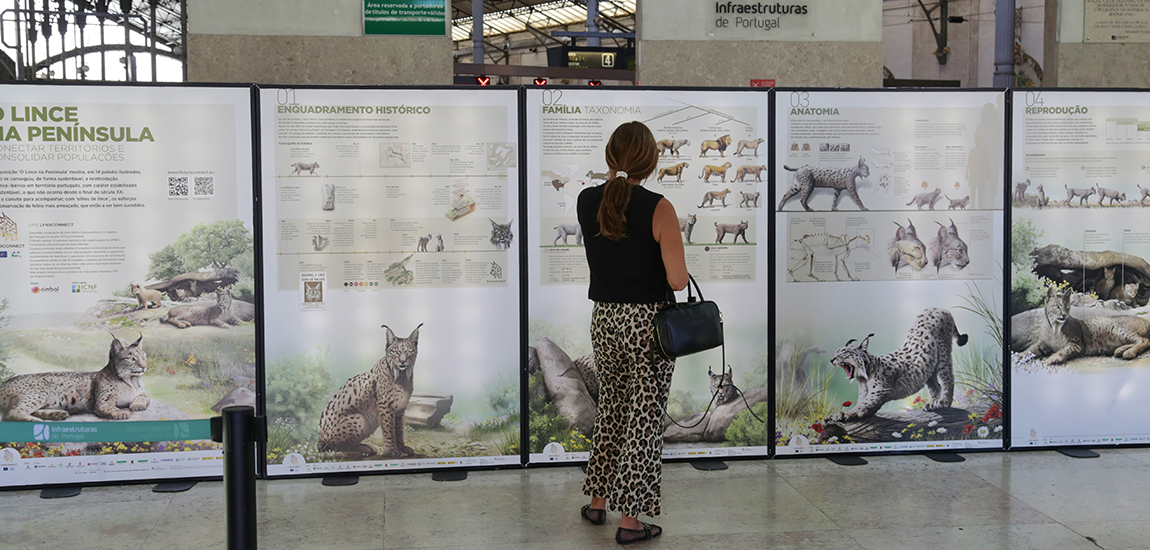 Imagem de pormenor da Exposição na Estação ferroviária do Rossio sobre a preservação do lince-ibérico