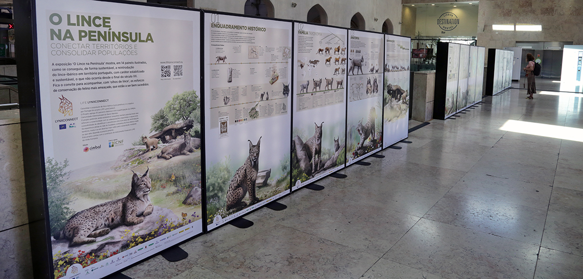 Imagem de pormenor da Exposição na Estação ferroviária do Rossio sobre a preservação do lince-ibérico